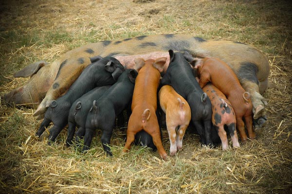 clarksummit pigs feeding