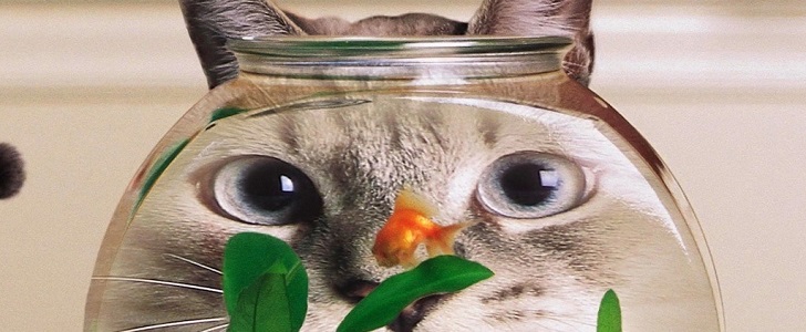 Fine, there are two exceptions to the "no cats or dogs" rule on Facebook